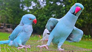 Blue Ringneck Parrot Talking Video | Mithu Mithu