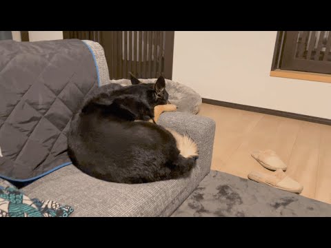 夜遅いからオヤツの催促断ったら、愛犬がすねましたw【ジャーマンシェパード】