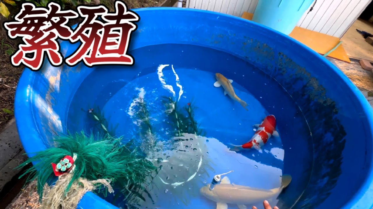 銀キツネ　若鯉応援こいのぼり２点　カプケシ新井・森下 I went to a river where there was an abnormal abundance of