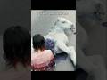 Death Of A Unicorn Baby Fantasy Movie Death Of A Unicorn Baby Fantasy Movie
