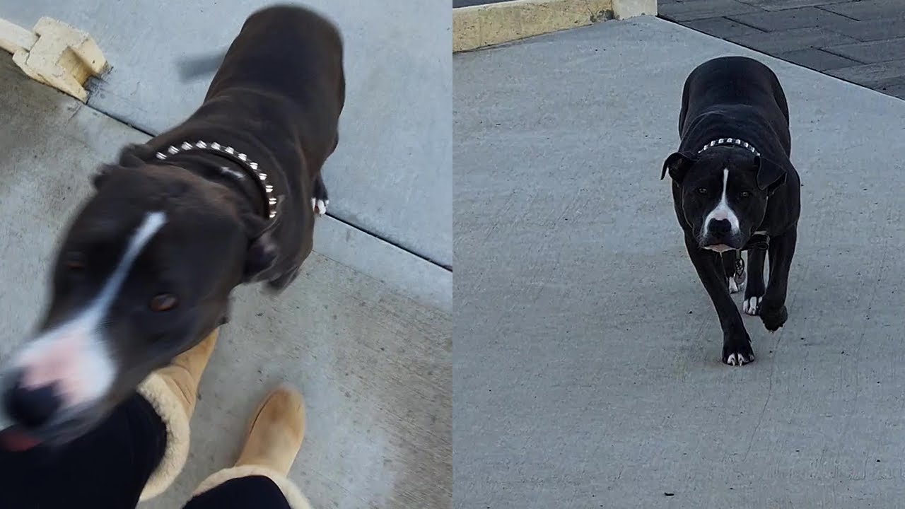Dog Stalks Owner By Slowly Walking Towards Her WooGlobe Funnies