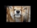 絢香 手をつなごう ペット 愛