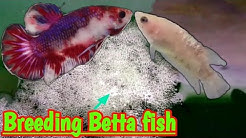 CARA BUDIDAYA IKAN CUPANG - Durasi: 13.38. 