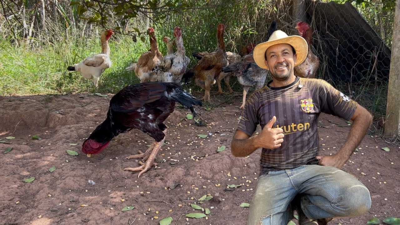 A PROCURA POR OVOS DESTA RAÇA ESTA GRANDE DEMAIS, POVO ESTA TUDO QUERENDO CRIAR. @karinaeguilherme05