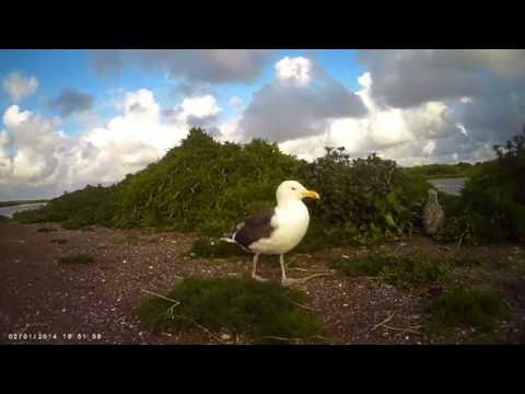 Grote mantelmeeuw broedvogel Vlieland PTDC0400