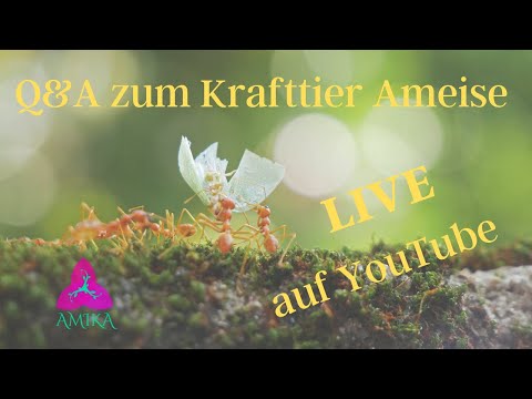 Deine Fragen zum Krafttier Ameise