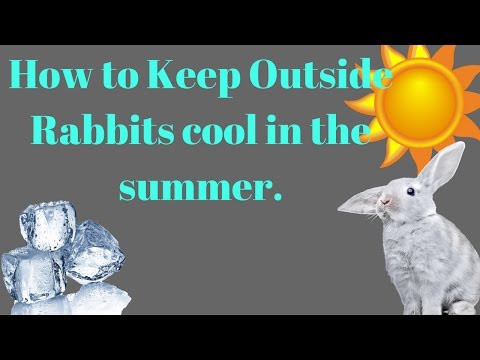 How to keep your outside rabbit cool in summer