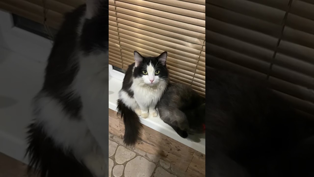 Кто последний на выход? Я за вами. #cat#собака