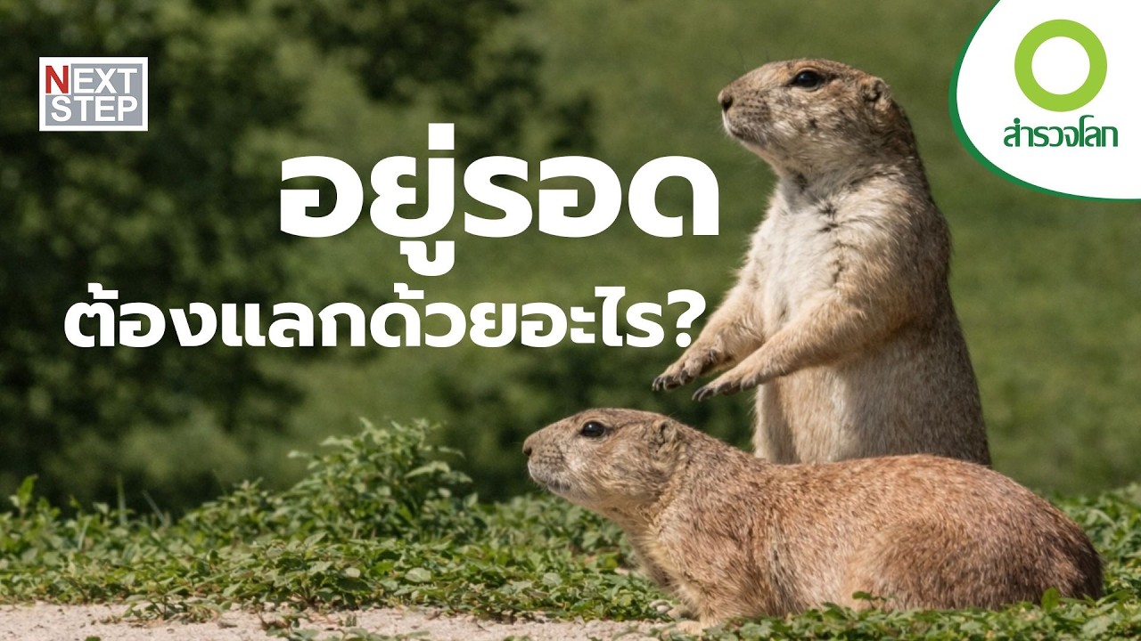 มหากาพย์ของการอยู่รอด การปรับตัว ของสัตว์ป่า และมนุษย์ |  สารคดี สำรวจโลก