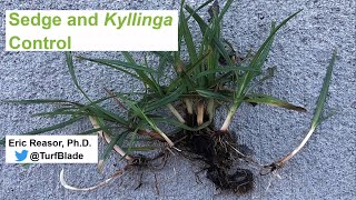 Sedge and Kyllinga Control