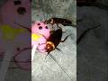 Kecoa Bikin Kaget #shorts