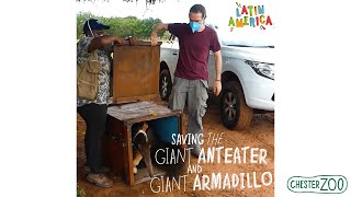 SAVING the GIANT ANTEATER and GIANT ARMADILLO | Chester Zoo: In The Field