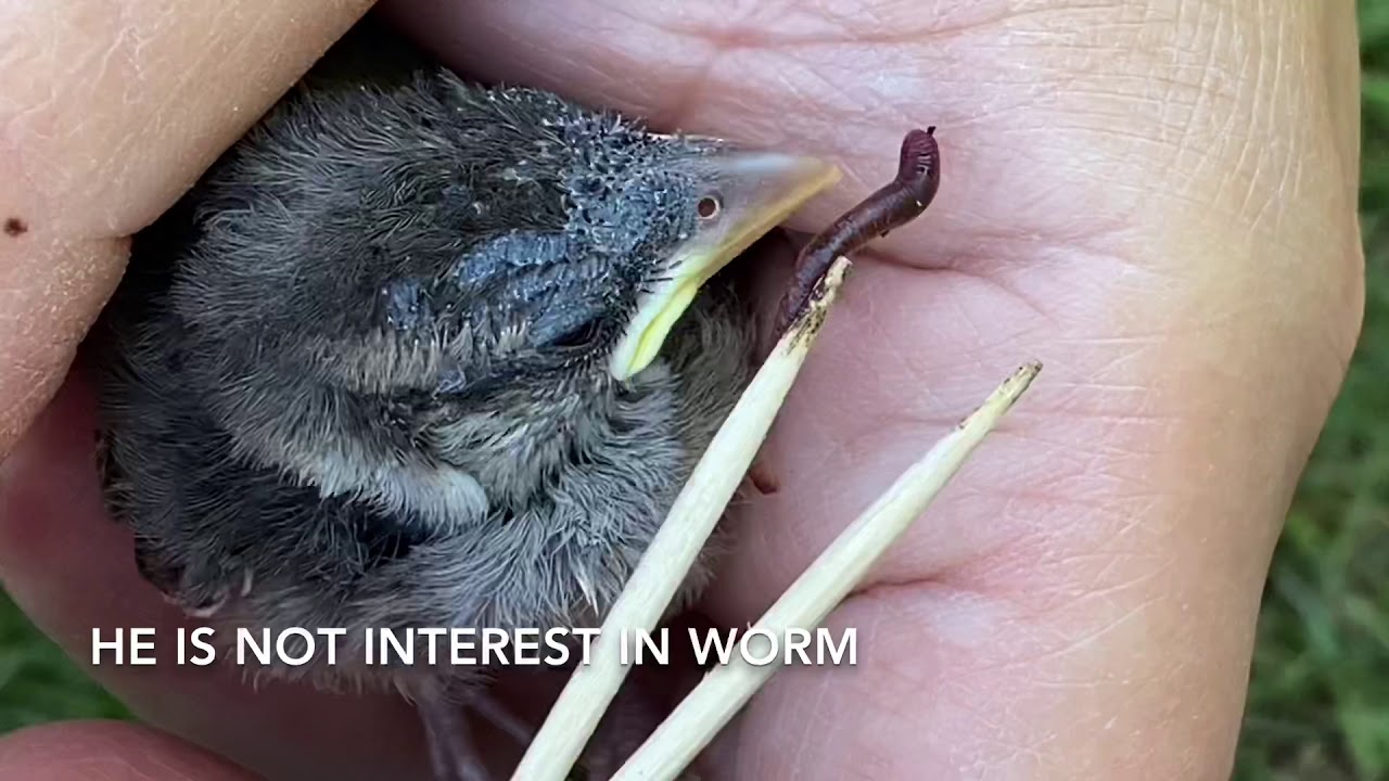 How to feed a young bird YouTube