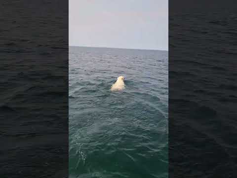Polar bear found
