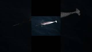 Narwhal || Descriptions and Facts! #shorts