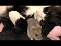 猫とハムスター⑤❤️もぐとまる★相思相愛❤️
