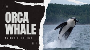 Orca Whale -- Animal of the Day | Educational Animal Videos for Kids, Homeschoolers, and Teachers