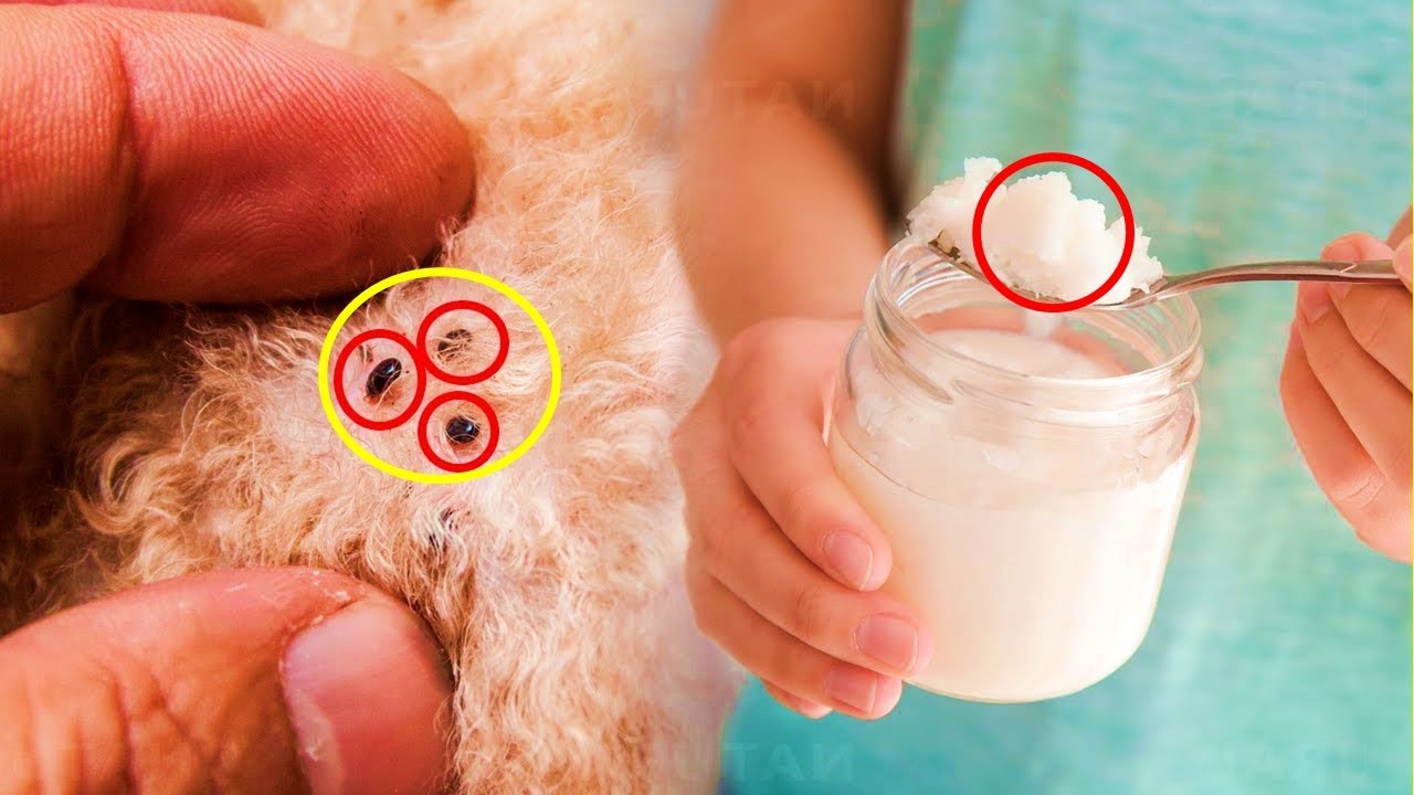 Natural Flea Killer For Dogs Nearby