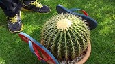 repotting a large barrel cactus safely.MOV 