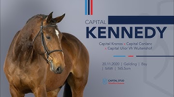 LOT 14 CAPITAL KENNEDY (Capital Kronos x Capital Conlanc x Capital Ulior v/h Wuitenshof)