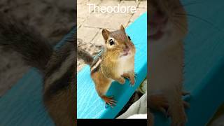 Sassy chipmunk Theodore finds Jeannette’s special peanut pocket and begs so cutely. #cutechipmunk