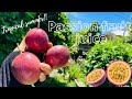 【トロピカルな夏にしよう！】Passion fruit juice!! 〜パッションフルーツジュース〜