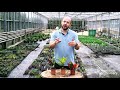 Three croton houseplant range  newlands nursery