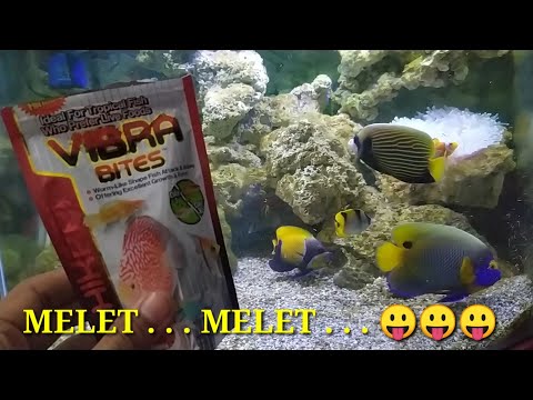Video: Bolehkah anda makan angelfish?