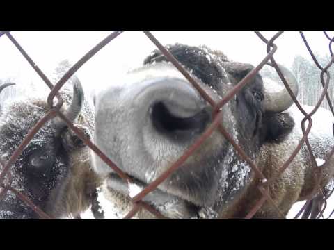 Зубры в Рязанской области