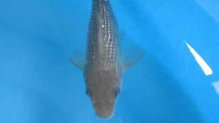 錦鯉販売専門　川崎錦鯉店の錦鯉　No.466　パール銀鱗空鯉