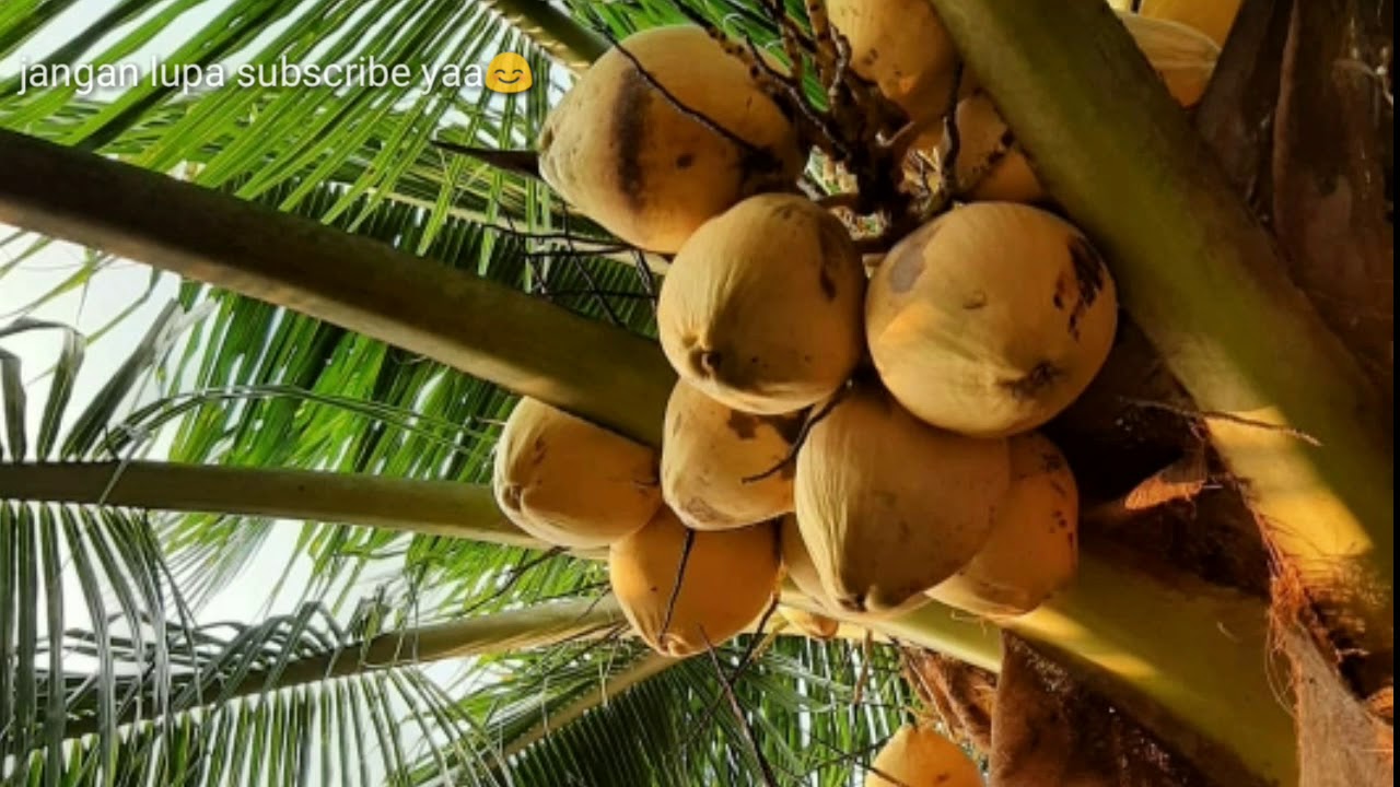 Air kelapa serba guna loo 