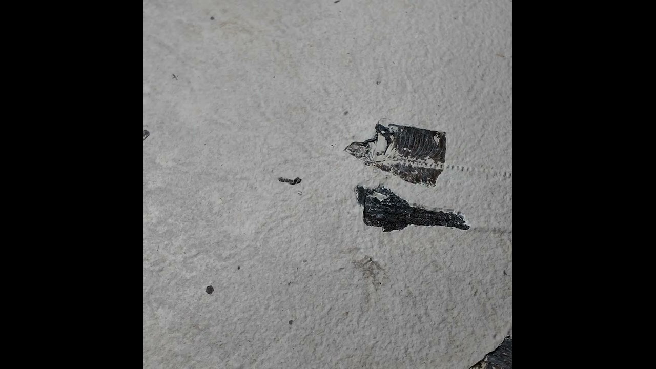 fossil stingray prep #1 The beginning