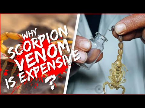 Why Scorpion Venom Is So Expensive