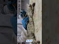 Saving a Cat and Her Kitten - Heartwarming Rescue