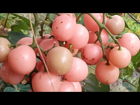 Video: Anggur Hutan