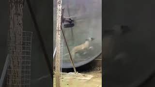 Agility Exercise