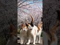 So friendly cats and peaceful moments 💖