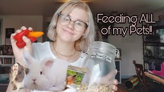 Feeding ALL of My PETS! by K.B's World of Pets 9,742 views 2 years ago 14 minutes, 33 seconds