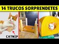 14 TRUCOS para GATOS que cambiarán tu vida