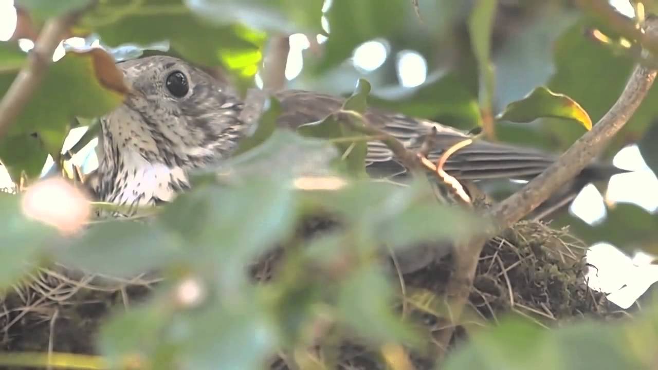 Mistle Thrush (Turdus viscivorus) sitting on nest 
