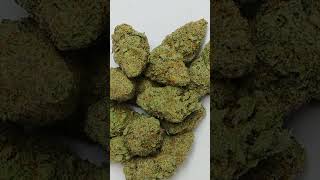 🔥Blueberry🔥 Cannabis strain review/W Dr. Greenbody 