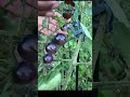 Black Cherry Tomatoes #garden #gardening