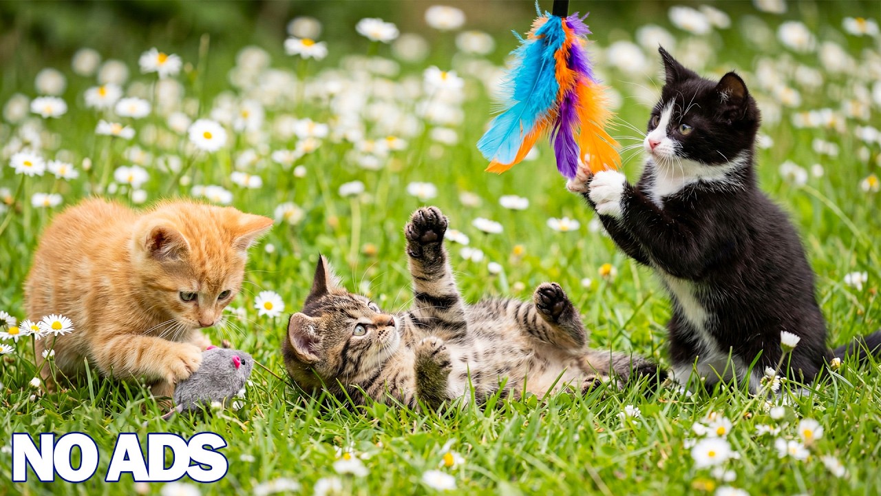 12 Hours Of Relaxing Music for Cats 😻Soothing Music for Deep Sleep & Anxiety Relief 🌈Cat TV