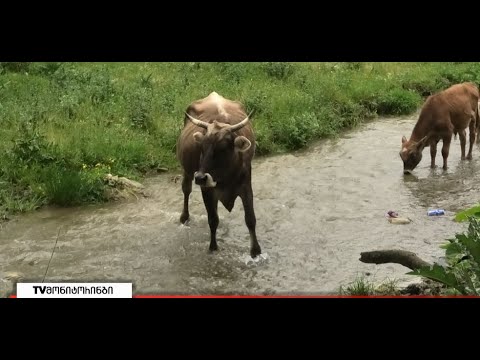 ,ამ წყლით ადამიანები იხოცებიან, ქვეწარმავლები და მღრღნელები მოსდევს“  7.06.2022