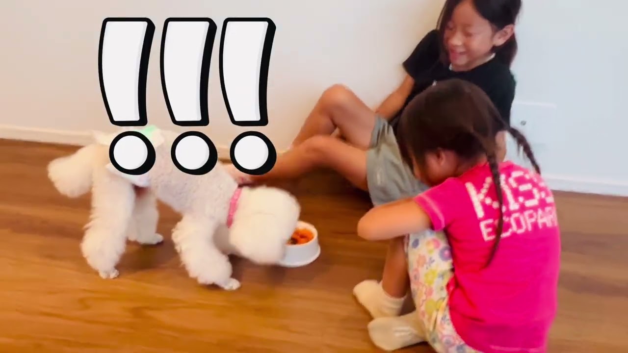 【老犬】15歳トイプードル