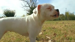 Deaf, blind, but rescued - how you helped Hooray | RedRover.org