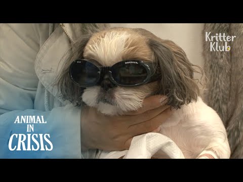 فيديو: العين الهادئة العمياء في الكلاب