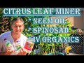 Citrus Leaf Minor | Organic Choices: (1) Neem Oil (2) Spinosad (3) IV Organic