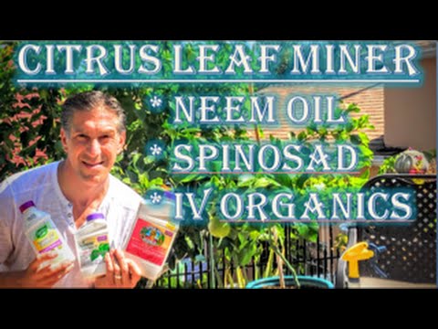 Vidéo: Signs Of Citrus Leaf Miners - Gestion des mineurs de feuilles de citronnelle dans le jardin
