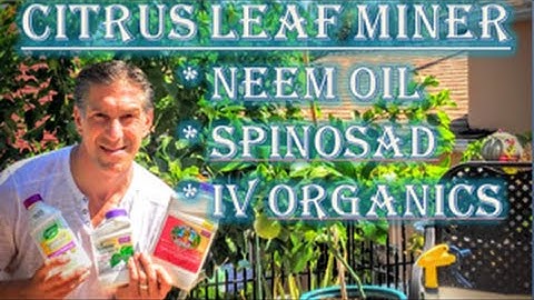 Citrus Leaf Minor | Organic Choices: (1) Neem Oil (2) Spinosad (3) IV Organic